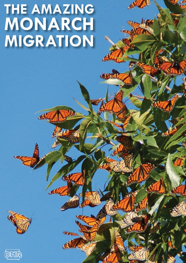 A supergeneration of monarchs travels 3,000 miles from Canada to Mexico and halts their aging process - read about this incredible journey | Iowa DNR